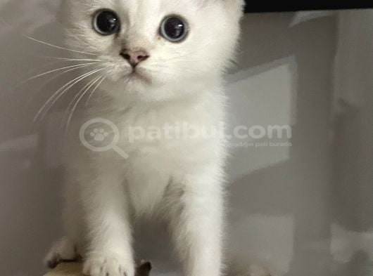 Erkek British Short Hair görsel