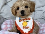 Bi̇blo Gi̇bi̇ Malti̇poo Yavrularim