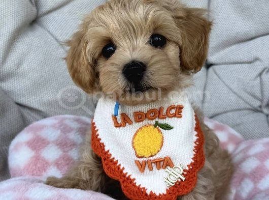 Bi̇blo Gi̇bi̇ Malti̇poo Yavrularim