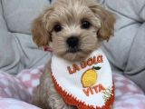 Baby Face Yüz Yapili Malti̇poo