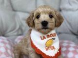 Bi̇blo Gi̇bi̇ Malti̇poo Yavrularim