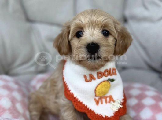 Bi̇blo Gi̇bi̇ Malti̇poo Yavrularim görsel