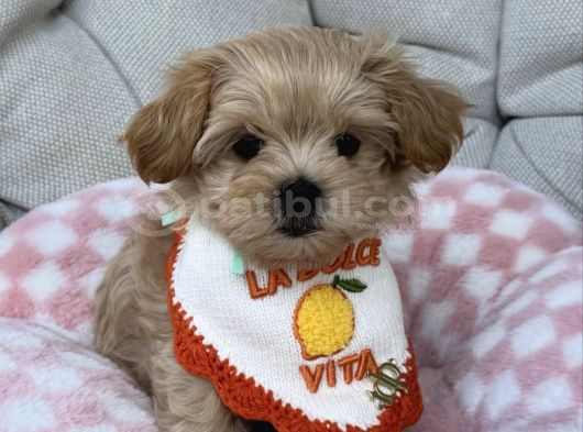 Baby Face Yüz Yapili Malti̇poo