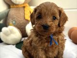 Kizil Malti̇poo Bebekleri̇mi̇z