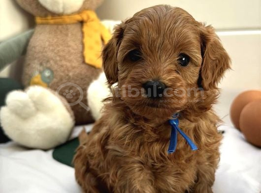 Kizil Malti̇poo Bebekleri̇mi̇z