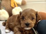 Kizil Malti̇poo Bebekleri̇mi̇z
