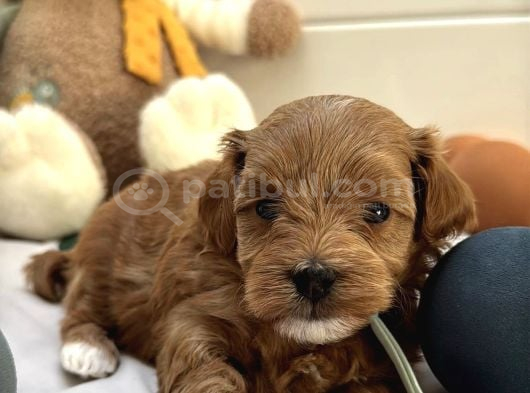 Kizil Malti̇poo Bebekleri̇mi̇z görsel