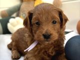 Kizil Malti̇poo Bebekleri̇mi̇z