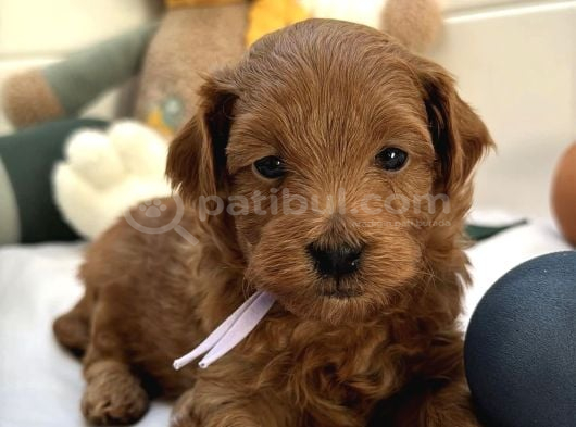 Kizil Malti̇poo Bebekleri̇mi̇z görsel