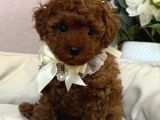 Res Brown Toy Poodle Bebekler