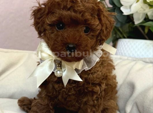 Res Brown Toy Poodle Bebekler