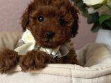 Res Brown Toy Poodle Bebekler
