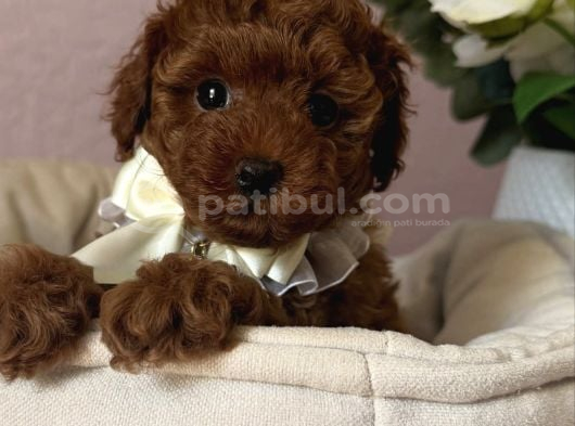 Res Brown Toy Poodle Bebekler görsel