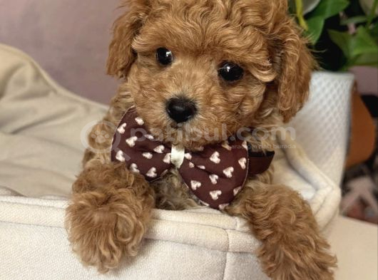 Apri̇cot Renk Toy Poodle Bebekler görsel