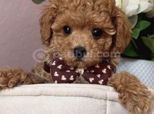Apri̇cot Renk Toy Poodle Bebekler