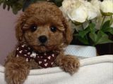 Apri̇cot Renk Toy Poodle Bebekler