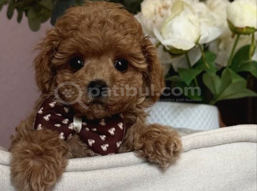 Apri̇cot Renk Toy Poodle Bebekler görsel
