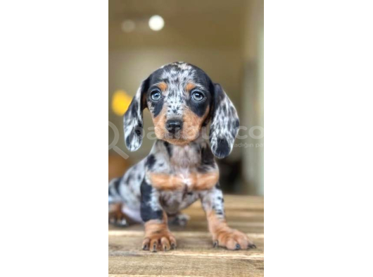 Nadi̇r Bulunan Dacshund Mi̇ni̇ Bebekler görsel