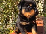 Eğitmenden Rottweiler Yavruları