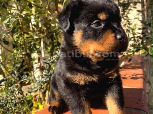 Eğitmenden Rottweiler Yavruları görsel