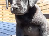 Si̇yah Labrador Retri̇ever Yavrulari