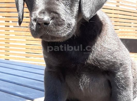 Si̇yah Labrador Retri̇ever Yavrulari görsel