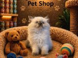 Irkının En Güzelinden British Longhair Blue Point Yavrumuz