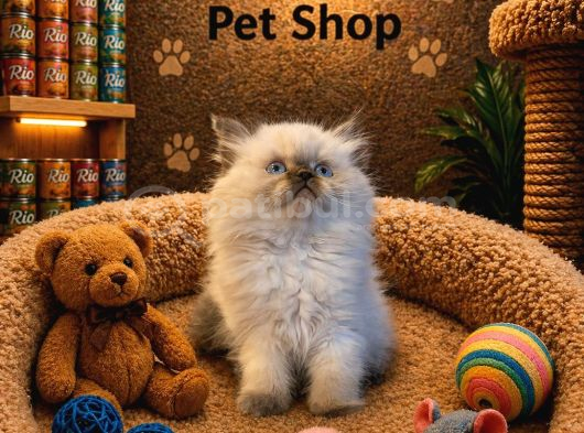 Irkının En Güzelinden British Longhair Blue Point Yavrumuz
