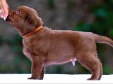 Kahverengi̇ Labrador Retri̇ever Bebekler