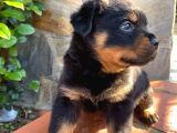 Eğitmenden Rottweiler Yavruları