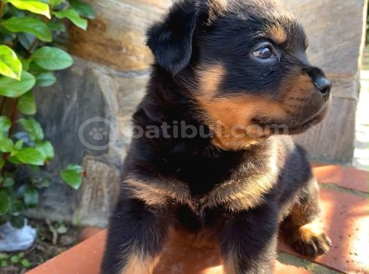 Eğitmenden Rottweiler Yavruları görsel