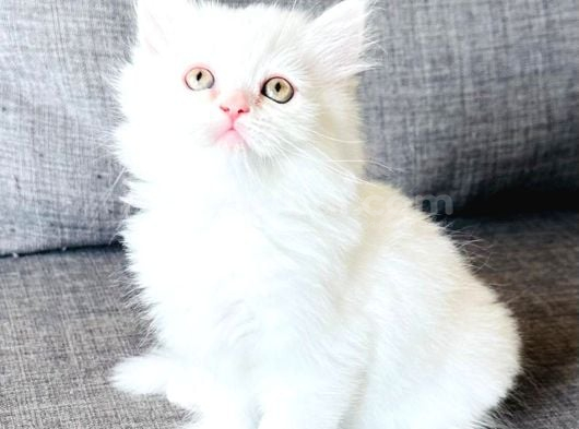 Minik Beyazımıza Ömürlük Yuva Arıyoruz Izmir görsel