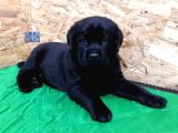 İstanbul Çi̇ftli̇kten Labrador Retri̇ever
