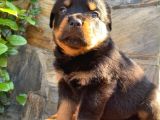 Eğitmenden Rottweiler Yavruları