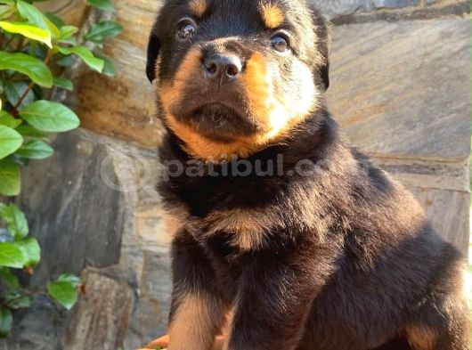 Eğitmenden Rottweiler Yavruları görsel