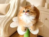British Golden Longhair By12 Erkek