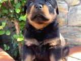 Eğitmenden Rottweiler Yavruları