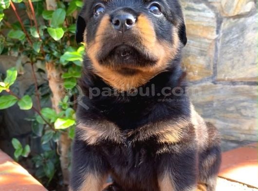 Eğitmenden Rottweiler Yavruları görsel