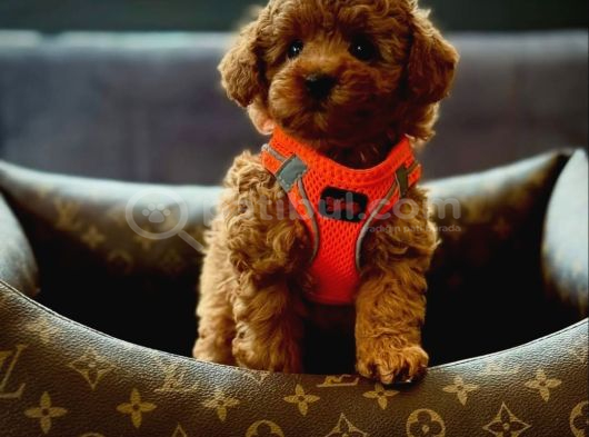 Dünya Tatlısı Erkek Ve Dişi Red Toypoodle Yavrular