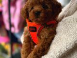 Dünya Tatlısı Erkek Ve Dişi Red Toypoodle Yavrular