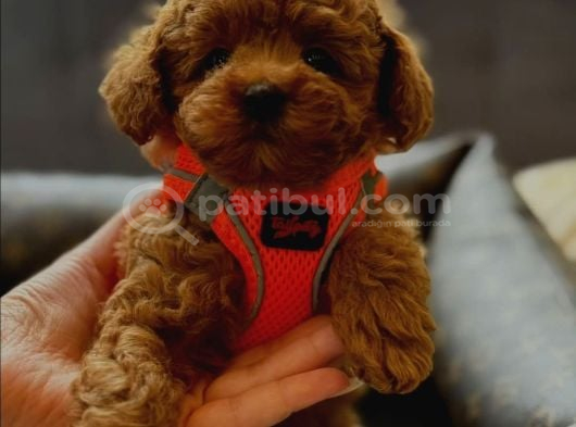 Dünya Tatlısı Erkek Ve Dişi Red Toypoodle Yavrular görsel
