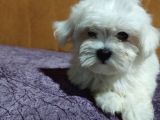 Ori̇ji̇nal Maltese Terri̇er