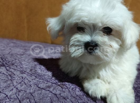 Ori̇ji̇nal Maltese Terri̇er görsel