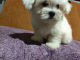 Ori̇ji̇nal Maltese Terri̇er