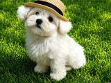 Ori̇ji̇nal Maltese Terri̇er