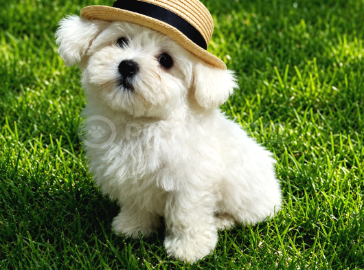 Ori̇ji̇nal Maltese Terri̇er