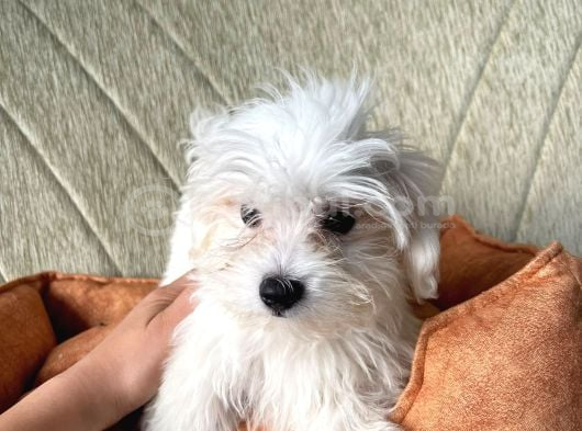 Ori̇ji̇nal Maltese Terri̇er görsel