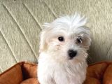 Ori̇ji̇nal Maltese Terri̇er