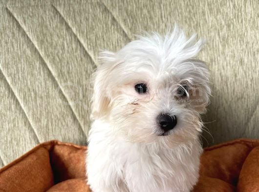 Ori̇ji̇nal Maltese Terri̇er görsel
