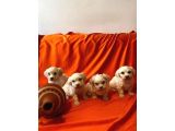 Topaç Gibi Maltipoo Bebeklerimiz